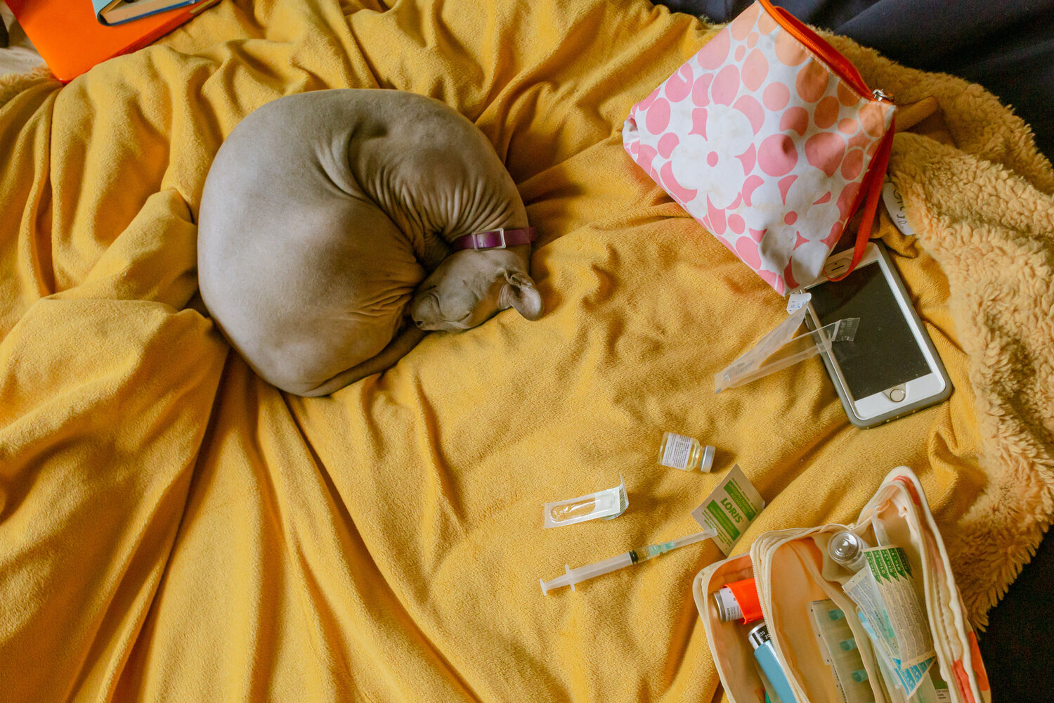 Colour photo of a grey hairless cat curled up asleep on a yellow blanket, beside it to the right are two fabric bags with zips, one is open showing medical contents including inhalers and a glass vial. Also on the blanket are a syringe, a phone, a glass vial and some empty wrappers.